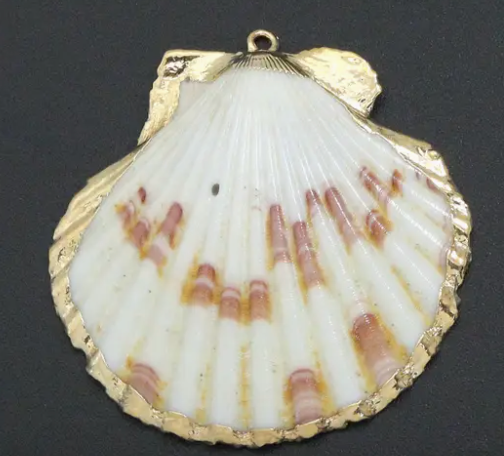 Clam Shell
