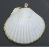 Clam Shell