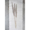 Dried Natural Pampas Grass Bunch