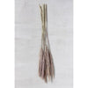 Dried Natural Fountain Grass Bunch