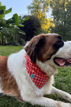 Plaid Fringe Dog Bandana