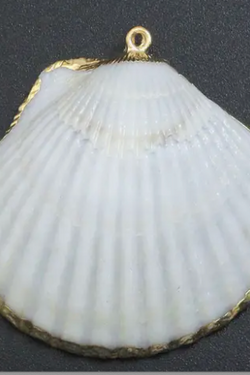 Clam Shell