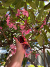 Deco Sunglasses